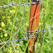 Barbwire Fence With Sharp Spikes Set To Make Obstruction In A Wild Nature. Gorgeous Wild Green Herbs And Flowers Grow Outside The Barbed Wire