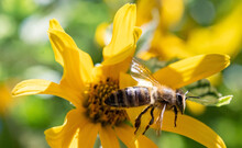 A Honey Bee Fly Around A Yellow Flower On A Garden.