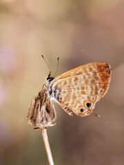 Poster - Vertical closeup of a beautiful butterfly sitting on the dried flower bud with blurred background