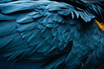  Flügel eines Papageis im Detail