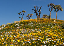 Multi-color, Bright Wild Flowers And Quiver Trees Of Late Autumn And Spring  In Namaqualand, South Africa