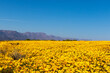 A field of bright yellow wild flowers with mountains in the background with clear blue sky in Namaqualand, South Africa