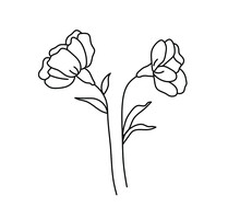 Vector Isolated Cute Simple Contour Doodle Carnation Blossom Hand Drawing Floral Herbal Sketch. Colorless Black Line Simple Outline Drawing Herbal Flower Decorative Element.
