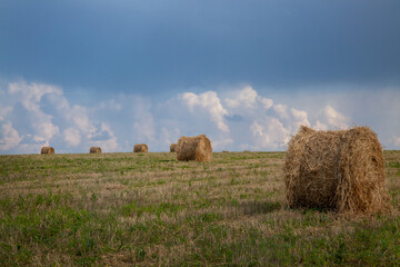 Poster - Mowed field and straw bales laid one after the other after harvest against the cloudy sky