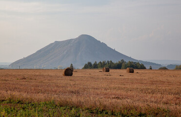 Poster - Mowed field and straw bales laid one after the other after harvest against the cloudy sky