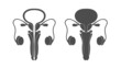 Male human reproductive system symbol. Reproductive organ with cross section and whole view icon.