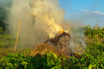 Fire in the garden, weeds are burning after harvest. Garden maintenance in late summer or autumn.