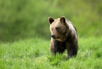 Wall Mural - Wild brown bear ( Ursus arctos )