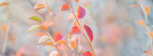Wall Mural - Beautiful panoramic autumn scenery with colorful leaves and bokeh background