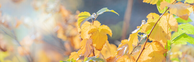 Wall Mural - Beautiful panoramic autumn scenery with colorful autumn leaves on a soft background