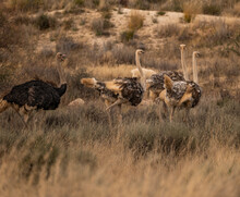 Group Of Ostrich In Karoo Grassland In Their Natural Habitat