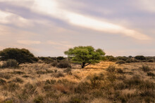 A Tree In Karoo Dry Grassland In South Africa