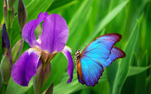 Beautiful Blue Morpho Butterfly On Iris Flower