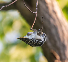 Male Eastern Downy Woodpecker Hanging Onto A Twig