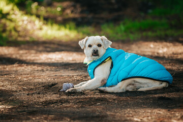 White dog with a blue sleeveless jacket