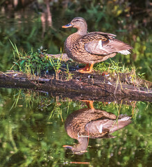 Sticker - Female mallard duck on a fallen log