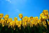 Fototapeta Tulipany - żółte tulipany na tle nieba, yellow tulips, tulipa, odmiana yokohama