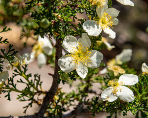 0002 apache plume