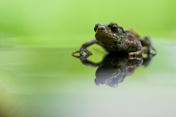 Canvas Print - Closeup shot of a frog on a green background with its reflection below