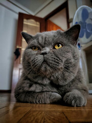 Sticker - Vertical closeup shot of a fat grey cat lying on the floor