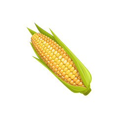 Ear of corn vector ripe cob vegetable with leaves and yellow seeds, whole corncob. Healthy snack, fresh farm production delicious food. Cartoon element for design isolated on white background