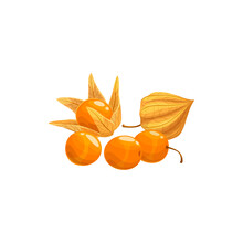 Physalis Fruit Isolated Cape Gooseberry Realistic Design. Vector Goldenberry, Physalis Peruviana, Calyx Open, Exposing Ripe Fruit. Dietary Supplement Superfood, Eco Superfruit, Berries With Vitamin C