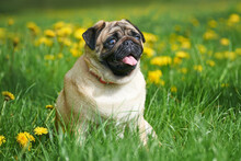 Pug Breed Dog Of Apricot Color On A Green Lawn, Portrait Of A Pug