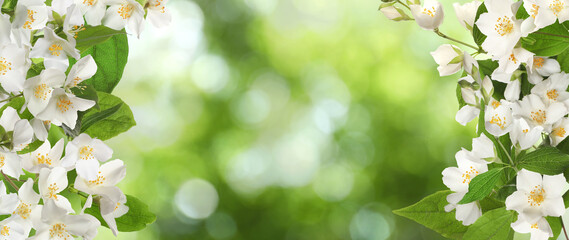 Wall Mural - Beautiful white flowers of jasmine plant outdoors on sunny day, banner design. Bokeh effect