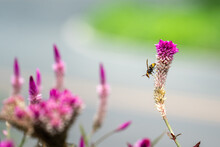 A Bee Is Finding Sweet On Colorful Violet Alyssum Flower's Pollen With Blurred Background Of Greenery Garden. Animal Life Action And Nature Flower, Close-up And Selective Focus.