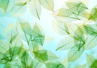 Wall Mural - Nature background with transparent skeleton leaves