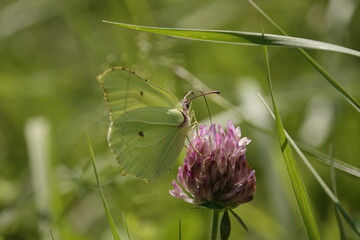 Sticker - brimstone butterfly on clover flower