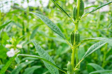 A large crop of sesame seeds