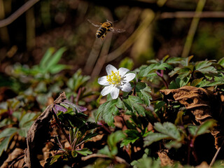 Sticker - Closeup shot of a bee approaching a white flower to collect nectar