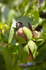 Canvas Print - Walnut tree with walnut fruit in pericarp on branch