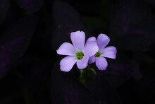 Close Up Of Purple Shamrock Flower On The Dark Background.