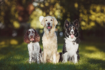 dog pet Golden Retriever Spaniel Border Collie	