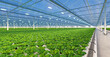 Industrial greenhouse interior. Hydroponic indoor vegetable plant factory. Green salad farm. Concrete floor. 3D render