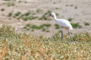 Poster - Eurasian spoonbill goes on the grass. Lake Manych-Gudilo, Russia