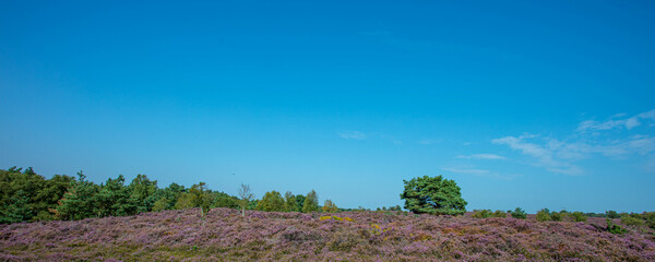 The Purple flowering Heather at Dunwich Heath