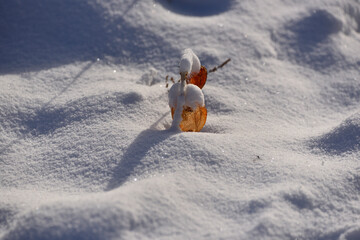 Wall Mural - orange fruit sprinkled with snow 