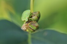 A Funny Green Shield Bug At A Branch In The Garden Closeup With A Green Background
