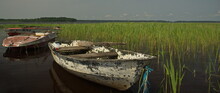 Old Boats And Reeds Along The Shore Of Usma Lake, Latvia.