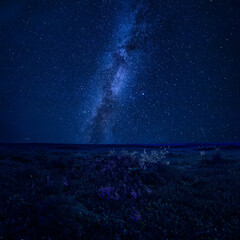 Wall Mural - stars over summer floral meadow