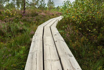 Poster - Pathway in a bog.