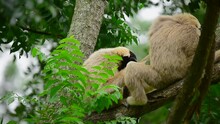 White-cheeked Gibbon On The Tree They Are Lookafter Family.  
