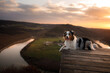  dog at sunset. walk with a pet. Australian Shepherd in nature look at a beautiful view 