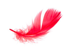 Elegant Red Feather Beautiful Isolated On He White Background