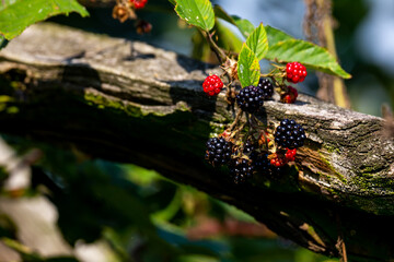 Wall Mural - A bunch of wild blackberries on the bush. Photo taken on a sunny day with good lighting conditions.