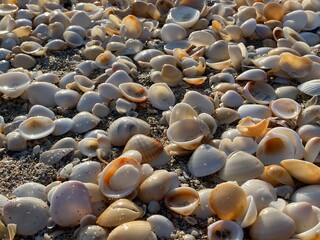 beaches in singer island in Palm Beach Florida  sea shells and sand 