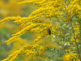 Fototapeta  - Pszczoły zbierające nektar z kwiatów nawłoci.